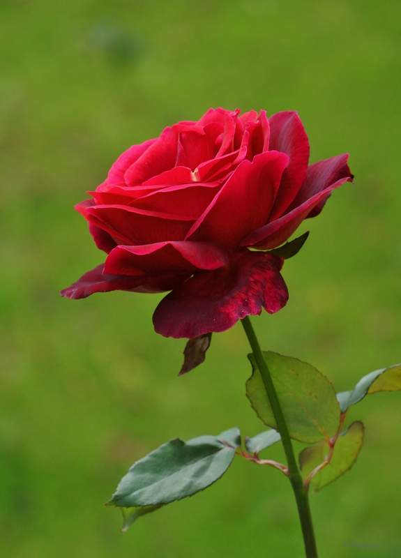 DSC02054 - Rose