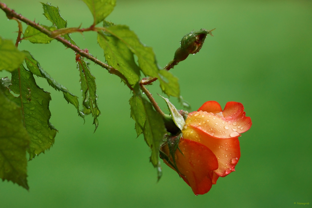 DSC02158 rose et pluie